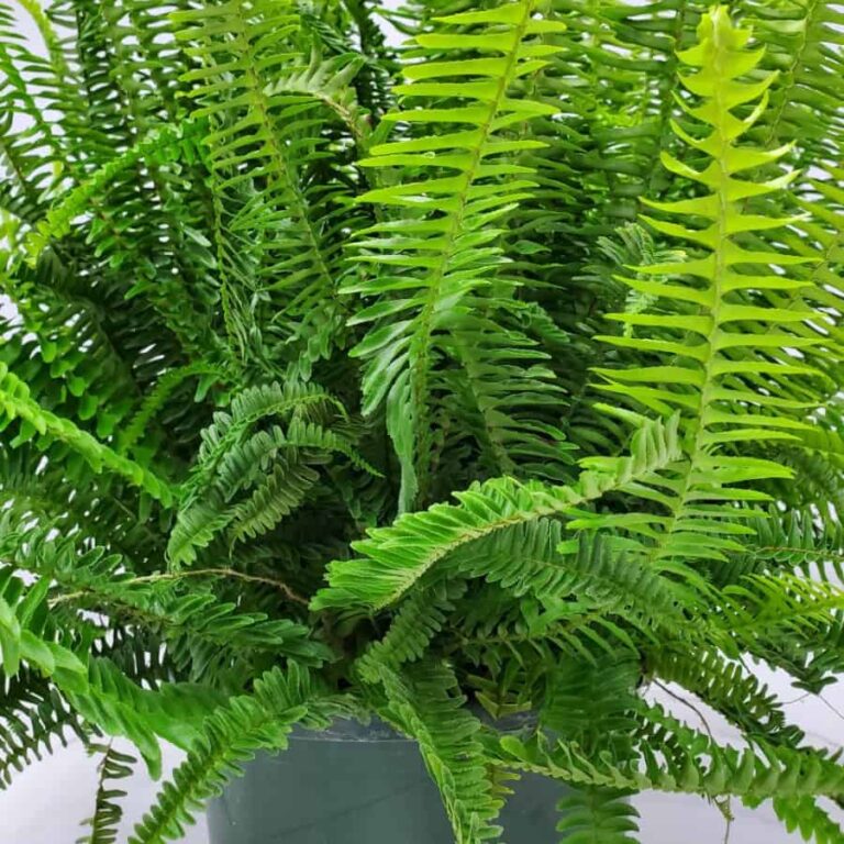 Kimberly Fern Hanging Basket | Nephrolepis Obliterata