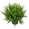 Kimberly Queen Hanging Basket