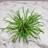 Lemon Grass