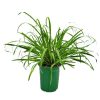 Lemongrass Plant