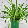 Lemon Grass