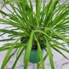 Lemon Grass