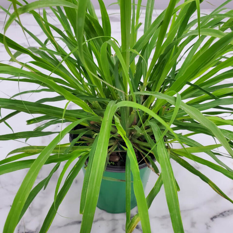 Lemongrass Plants for Sale | Cymbopogon Citratus