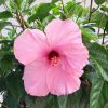 Light Pink Hibiscus Flower
