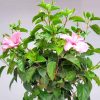 Light Pink Hibiscus Tree