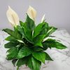 Spathiphyllum Peace Lily