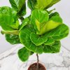 ficus lyrata tree fiddle leaf fig