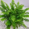 Macho Fern Plant