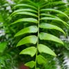 Macho Fern Plant