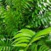 macho fern