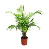 Majesty Palm
