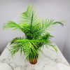 Majesty Palm - Image 2