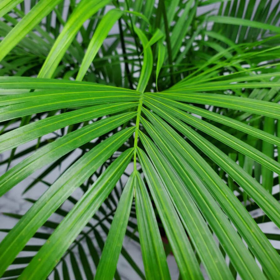 majesty palm plant care guide