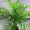 Majesty Palm - Image 4