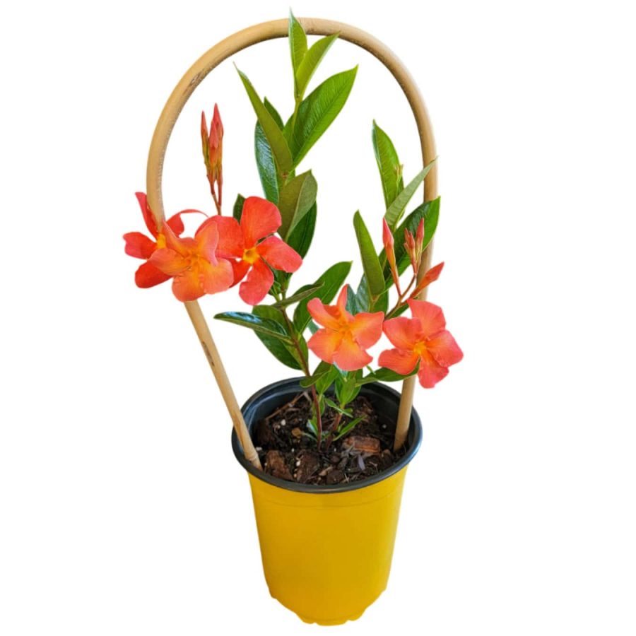 Mandevilla plant Orange Fired Up