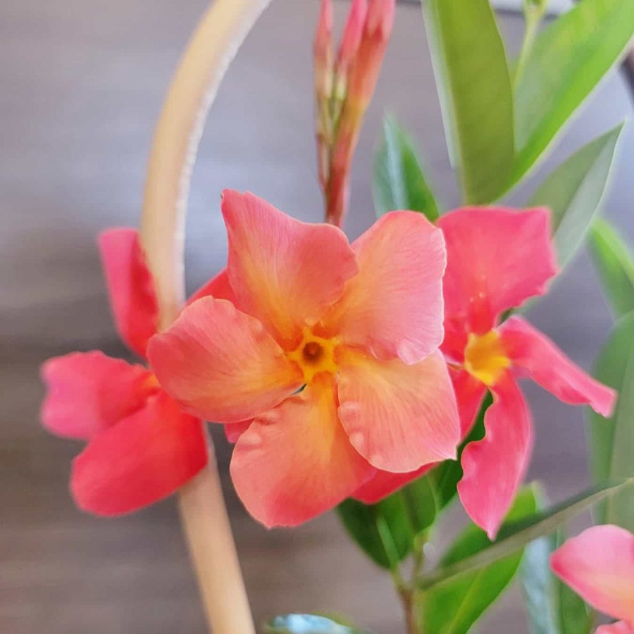 Mandevilla Orange Flower