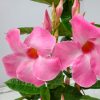 Mandevilla Pink