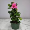 Mandevilla Hanging Basket Pink - Image 2