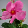 Mandevilla Hanging Basket Pink - Image 4