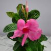 Mandevilla Hanging Basket Pink - Image 3