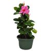 Pink Mandevilla Hanging Basket