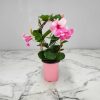 mandevilla alice du pont pink