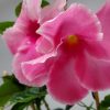 Mandevilla Trellis Pink Alice Du Pont - Image 2