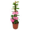 Mandevilla Pink Trellis