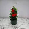 Mandevilla-Red-Hanging-Basket