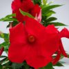 Mandevilla Hanging Basket Red - Image 3