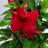 Mandevilla Hanging Basket Red - Image 4