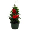 Red Mandevilla Hanging Basket