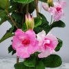 Double Pink Mandevilla Trellis - Image 2