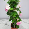 Double Pink Mandevilla Trellis - Image 3