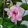 Double Pink Mandevilla Trellis - Image 4