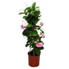 Double Pink Mandevilla Trellis