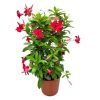 Giant Red Mandevilla Trellis