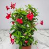 Giant Red Mandevilla Trellis