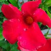 Giant Red Mandevilla Trellis