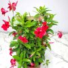 Giant Red Mandevilla Trellis