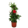 Red and White Mandevilla Trellis