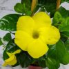 yellow mandevilla trellis