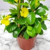yellow mandevilla trellis