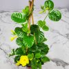 yellow mandevilla trellis