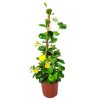 yellow mandevilla trellis