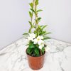 White Mandevilla