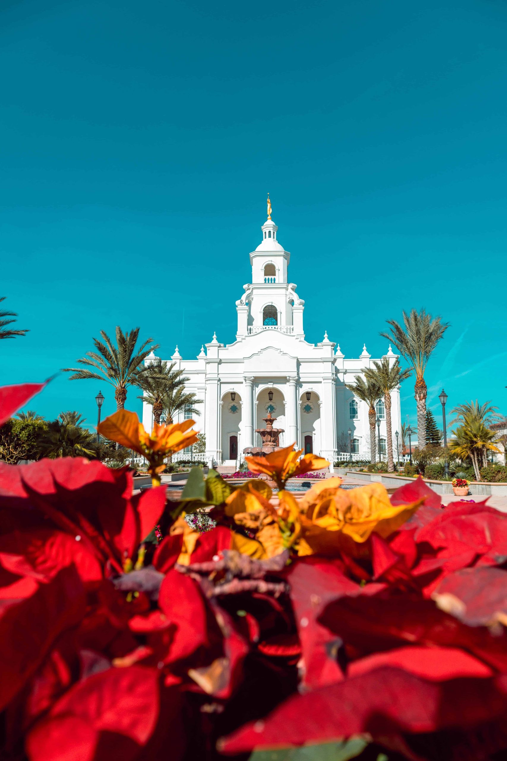 Poinsettias Poinsettia Mexico Red Blue Church white Colors Holiday holidays