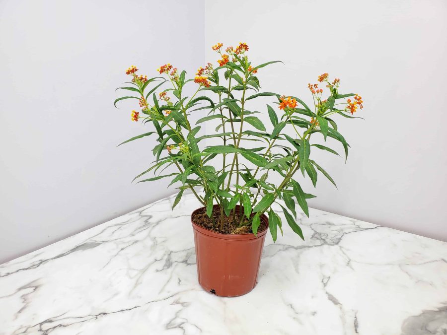 orange milkweed plant