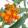 orange milkweed plant