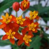 orange milkweed plant
